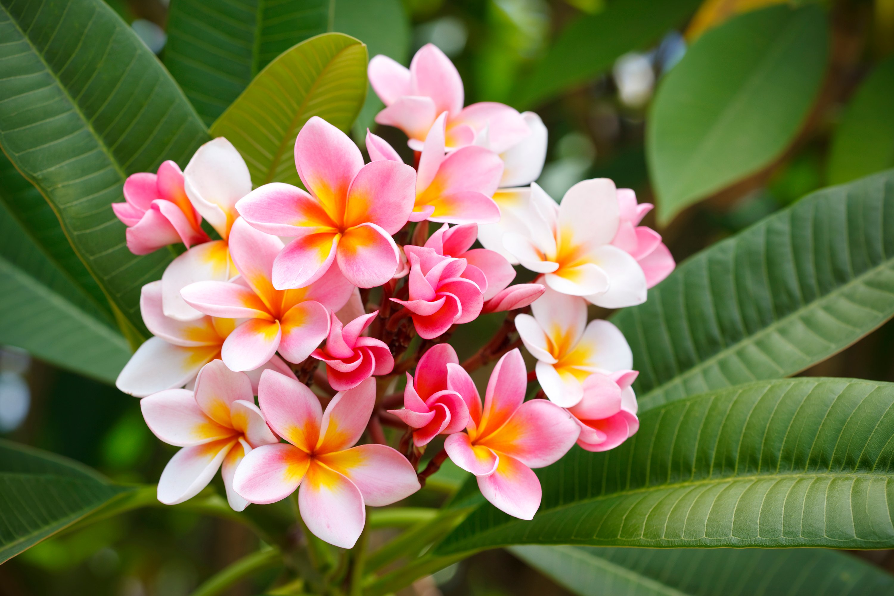 frangipani-iStock-182387307