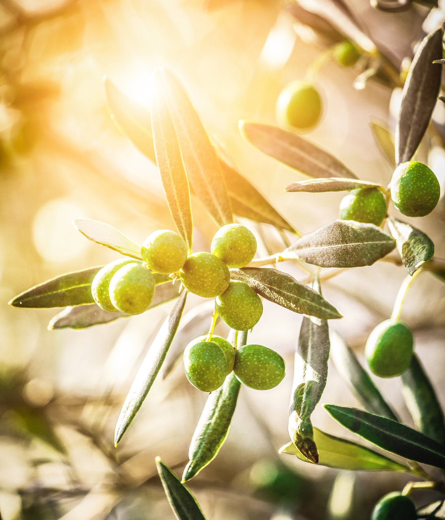 olives-iStock-453956883_crop